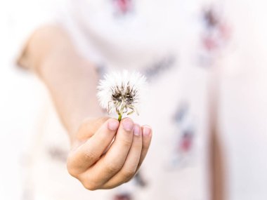 Tüylü beyaz bir karahindiba tutan bir çocuk, dilek tutmaya hazır..