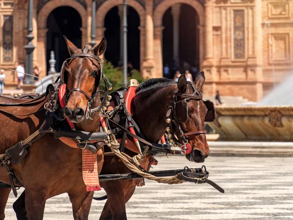 Two brown horses with red and black harnesses stand in front of an ornate building at Plaza de Espana in Seville.