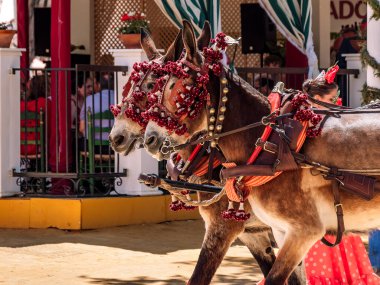 Seville, İspanya - 26 Nisan 2023: Renkli çiçeklerle süslenmiş iki at, Sevilla Panayırı 'nda geleneksel bir fayton çekiyor..