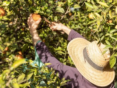 Bir çiftçi güneş ışığında meyve bahçesindeki bir ağaçtan olgun portakallar topluyor..