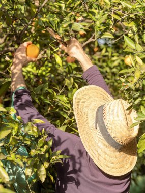 Bir çiftçi güneş ışığında meyve bahçesindeki bir ağaçtan olgun portakallar topluyor..