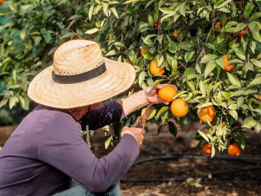 Bir çiftçi güneş ışığında meyve bahçesindeki bir ağaçtan olgun portakallar topluyor..