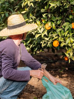 Bir çiftçi güneş ışığında meyve bahçesindeki bir ağaçtan olgun portakallar topluyor..