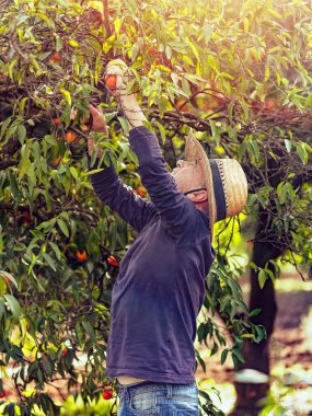Bir çiftçi güneş ışığında meyve bahçesindeki bir ağaçtan olgun portakallar topluyor..