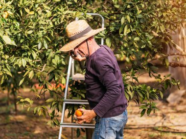 Bir çiftçi güneş ışığında meyve bahçesindeki bir ağaçtan olgun portakallar topluyor..