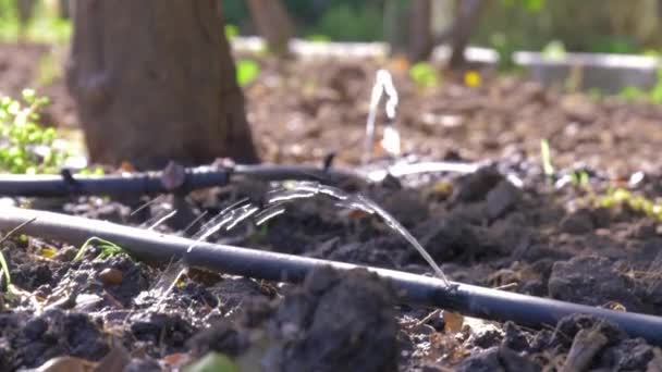 Nahaufnahme Eines Tropfbewässerungssystems Auf Fruchtbarem Gartenboden Sonnenbeschienen — Stockvideo