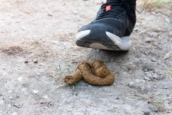 Bir insan yürürken köpek kakasına basmak üzere.