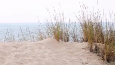 Ön planda deniz yulafları, sakin mavi bir okyanus ve arka planda açık bir gökyüzü..