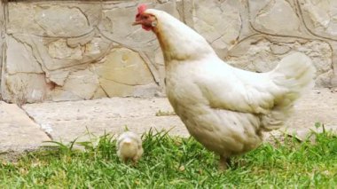 Anne tavuk ve civcivler yeşil çimlerde avlanıyor..