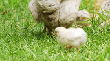 Anne tavuk ve civcivler yeşil çimlerde avlanıyor..