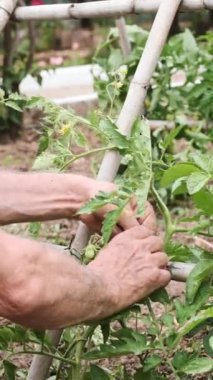 Erkek çiftçi, yetiştirmek için domates bitkilerini tarlaya bağlıyor. Seçici odak