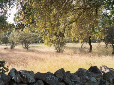 Kırsal taştan bir duvarın arkasında güneşli ağaçları olan sakin bir çayır..