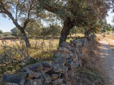 Kırsal bir yolun yanında ağaçlar ve çayırlar olan geleneksel bir taş duvar..