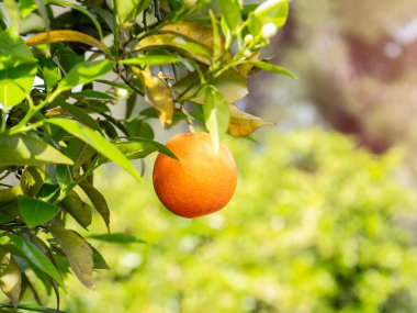 Ağaçta yaprakları olan taze portakal meyvesi, güneş ışığı arka planı..