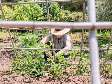 Hasır şapkalı bir insan bahçedeki bitkilerle çalışıyor..