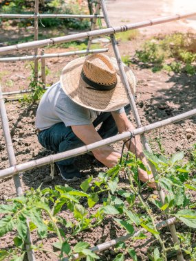 Hasır şapkalı bir insan bahçedeki bitkilerle çalışıyor..