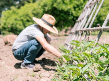 Hasır şapkalı bir insan bahçedeki bitkilerle çalışıyor..