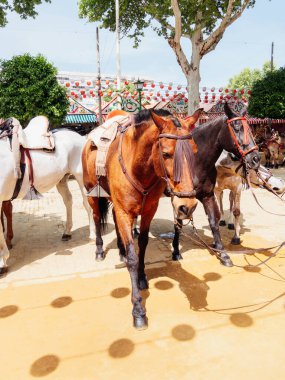 Zarif Atlar Sevilla Nisan Festivali için süslendiler