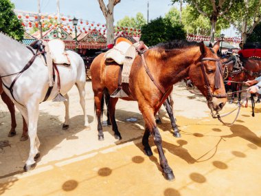 Zarif Atlar Sevilla Nisan Festivali için süslendiler