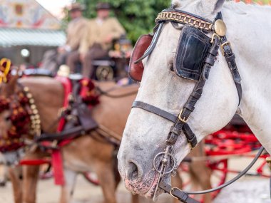 Zarif Atlar Sevilla Nisan Festivali için süslendiler