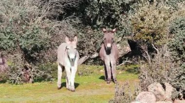 İki eşek, sakin bir günde, ağaçlarla ve doğal manzarayla çevrili kırsal bir arazide otluyor..