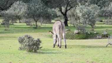 Genç gri bir eşek yeşil çimenli bir arazide otlar arka planda çalılar ve ağaçlarla, doğal bir kırsal alanda..