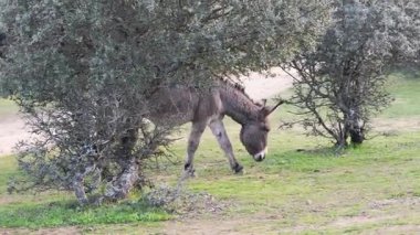 Genç gri bir eşek yeşil çimenli bir arazide otlar arka planda çalılar ve ağaçlarla, doğal bir kırsal alanda..