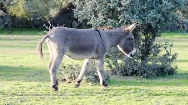 Genç gri bir eşek yeşil çimenli bir arazide otlar arka planda çalılar ve ağaçlarla, doğal bir kırsal alanda..