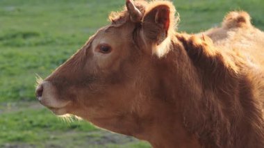 Açık kahverengi kürklü genç bir inek arka planda ağaçlarla çimenli bir tarlada duruyor ve kameraya bakıyor..