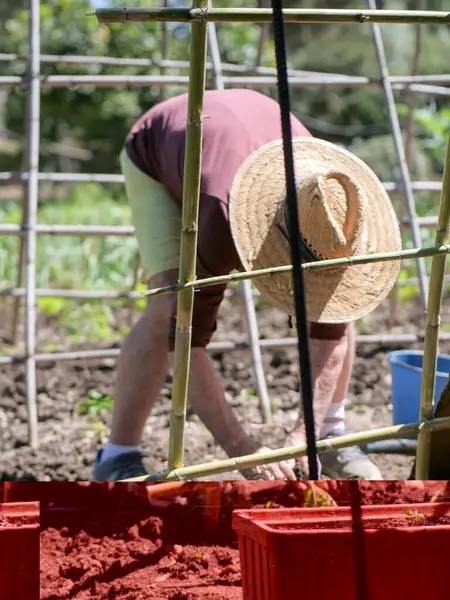 Hasır şapkalı bir insan bahçedeki bitkilerle çalışıyor..