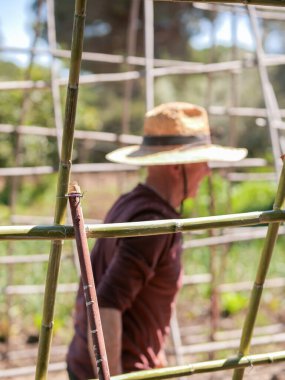 Sunny Garden 'da Odaklanamayan Bahçıvan Bitkilerle İlgili