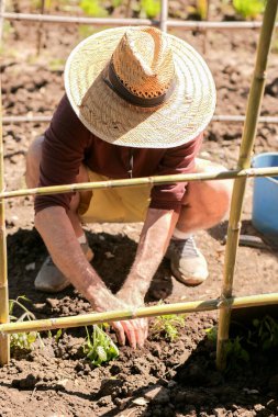 Hasır şapkalı bir insan bahçedeki bitkilerle çalışıyor..