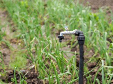 Yeşil bir sebze tarlasında, sulama, tarım altyapısı ve sürdürülebilir tarım uygulamalarını temsil eden bir su kaynağının yakın çekimi.