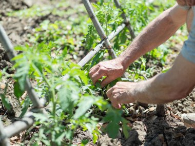 Kazıklarla desteklenen domates bitkileriyle çalışan yaşlı bahçıvan, ev bahçıvanlığı, bitki bakımı ve sürdürülebilir tarımla ilgili çalışmalar yapıyor..