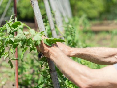 Kazıklarla desteklenen domates bitkileriyle çalışan yaşlı bahçıvan, ev bahçıvanlığı, bitki bakımı ve sürdürülebilir tarımla ilgili çalışmalar yapıyor..