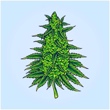 Esrar sativa, botanik çiçek tomurcukları, iş logonuz, ticari tişörtünüz, çıkartmalarınız ve etiket tasarımlarınız, poster, tebrik kartları reklam şirketiniz veya markalarınız için illüstrasyon vektör çizimlerini süzer