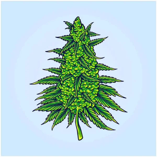 Cannabis Sativa Kmeny Botanické Květinové Pupeny Ilustrace Vektorové Ilustrace Pro — Stockový vektor