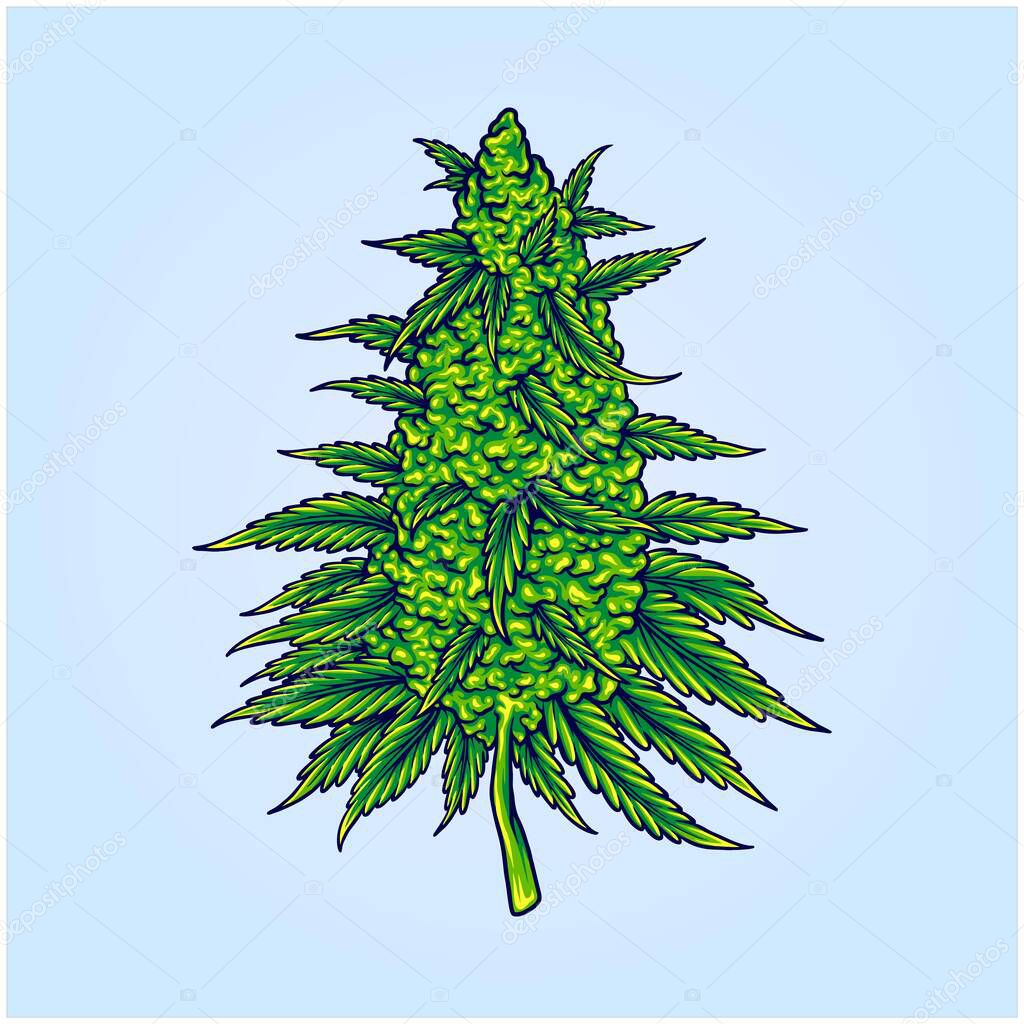 Cannabis sativa strains botanical flower buds illustrations vector illustrations for your work logo, merchandise t-shirt, stickers and label designs, poster, greeting cards advertising business company or brands