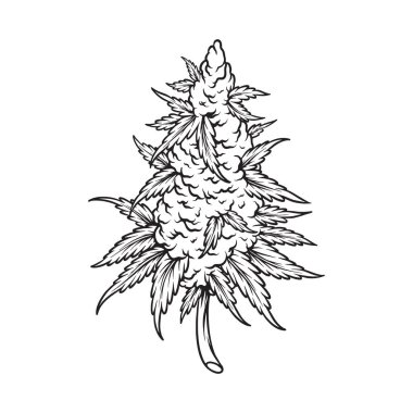 Esrar sativa kenevir yaprağı bitkisi botanik logo çizimleri iş logonuz için tek renkli vektör çizimleri, ticari tişört, çıkartmalar ve etiket tasarımları, poster, tebrik kartları reklam şirketleri veya markalar için