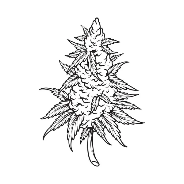 Unkraut Sativa Hanfblatt Pflanze Botanische Logo Illustrationen Monochrome Vektorillustrationen Für — Stockvektor