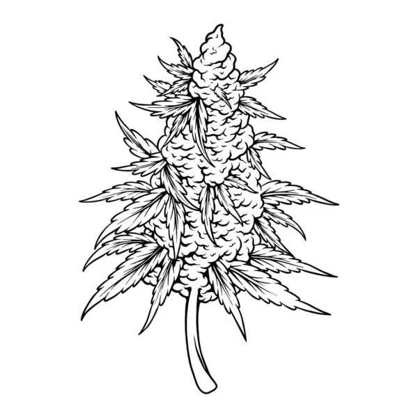 Floral Essence Cannabis Indica Flower Bud Περίγραμμα Διανυσματικές Εικονογραφήσεις Για — Διανυσματικό Αρχείο