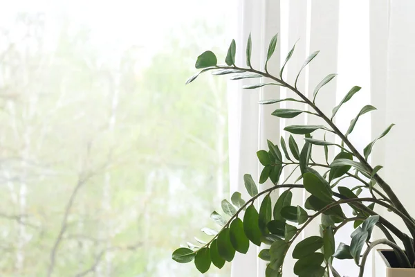 春の朝の背景 窓やカーテンで緑のザミガラス植物の枝 — ストック写真