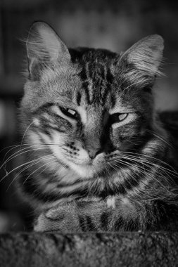 Sabit bir pozisyonu ve sevimli bir bakışı olan tüylü bir evcil kedinin (evcil hayvan) fotoğrafı. Gerçek durumdaki gerçek bir hayvan..