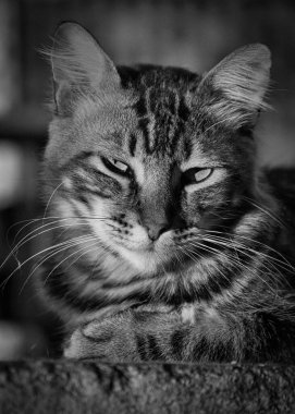 Sabit bir pozisyonu ve sevimli bir bakışı olan tüylü bir evcil kedinin (evcil hayvan) fotoğrafı. Gerçek durumdaki gerçek bir hayvan..