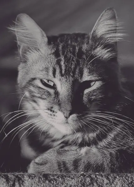 Φωτογραφία Μιας Γούνινης Γάτας Pet Κοντινό Πλάνο Σταθερή Θέση Και — Φωτογραφία Αρχείου