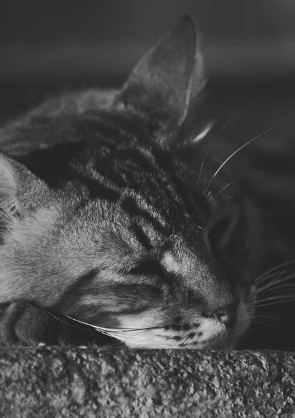 照片中的一只毛茸茸的家猫 在特写 有一个固定的位置和一个可爱的外观 真实情况下的动物 — 图库照片