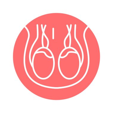 İnsan organı skrotum çizgisi ikonu. İzole vektör ögesi. 