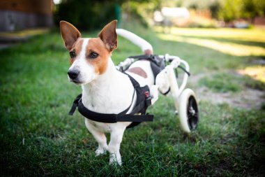 Tekerlekli sandalyede sakat bir köpek. Tekerlekli sandalyedeki Jack Russell Terrier