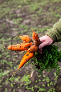 Taze hasat edilmiş havuç, organik havuç.