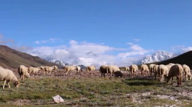 Dağ keçisi sürüsü akşam saatlerinde Chandratal Gölü yakınlarında açık mavi bir gökyüzünün altında yeşil çimlerle otlar..